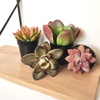image:imageAltman Plants Desert Fire Live Succulents 4Pack Mini Plants Succulent Mix Live Plants Mini Succulents House Plants Live Succulent Plants Outdoor amp Indoor Plants for Event Wedding Kid CraftsMulticolor