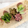 image:imageAltman Plants Desert Fire Live Succulents 4Pack Mini Plants Succulent Mix Live Plants Mini Succulents House Plants Live Succulent Plants Outdoor amp Indoor Plants for Event Wedding Kid CraftsMulticolor