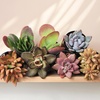 image:imageAltman Plants Desert Fire Live Succulents 4Pack Mini Plants Succulent Mix Live Plants Mini Succulents House Plants Live Succulent Plants Outdoor amp Indoor Plants for Event Wedding Kid CraftsMulticolor