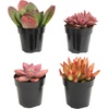 image:imageAltman Plants Desert Fire Live Succulents 4Pack Mini Plants Succulent Mix Live Plants Mini Succulents House Plants Live Succulent Plants Outdoor amp Indoor Plants for Event Wedding Kid CraftsMulticolor