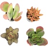 image:imageAltman Plants Desert Fire Live Succulents 4Pack Mini Plants Succulent Mix Live Plants Mini Succulents House Plants Live Succulent Plants Outdoor amp Indoor Plants for Event Wedding Kid CraftsMulticolor