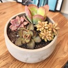 image:imageAltman Plants Desert Fire Live Succulents 4Pack Mini Plants Succulent Mix Live Plants Mini Succulents House Plants Live Succulent Plants Outdoor amp Indoor Plants for Event Wedding Kid CraftsMulticolor
