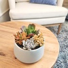 image:imageAltman Plants Desert Fire Live Succulents 4Pack Mini Plants Succulent Mix Live Plants Mini Succulents House Plants Live Succulent Plants Outdoor amp Indoor Plants for Event Wedding Kid CraftsMulticolor