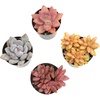 image:imageAltman Plants Desert Fire Live Succulents 4Pack Mini Plants Succulent Mix Live Plants Mini Succulents House Plants Live Succulent Plants Outdoor amp Indoor Plants for Event Wedding Kid CraftsMulticolor