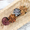 image:imageAltman Plants Desert Fire Live Succulents 4Pack Mini Plants Succulent Mix Live Plants Mini Succulents House Plants Live Succulent Plants Outdoor amp Indoor Plants for Event Wedding Kid CraftsMulticolor