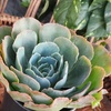 image:imageAltman Plants Echeveria Succulent Mix 4 Pack Assorted Rosette Succulents for Garden amp Home Easy Plant Care 1 Quart Grower Pots Rotating Varieties Real Succulents amp Houseplants for Plant Lovers