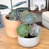 image:imageAltman Plants Echeveria Succulent Mix 4 Pack Assorted Rosette Succulents for Garden amp Home Easy Plant Care 1 Quart Grower Pots Rotating Varieties Real Succulents amp Houseplants for Plant Lovers