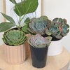 image:imageAltman Plants Echeveria Succulent Mix 4 Pack Assorted Rosette Succulents for Garden amp Home Easy Plant Care 1 Quart Grower Pots Rotating Varieties Real Succulents amp Houseplants for Plant Lovers