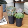 image:imageAltman Plants Echeveria Succulent Mix 4 Pack Assorted Rosette Succulents for Garden amp Home Easy Plant Care 1 Quart Grower Pots Rotating Varieties Real Succulents amp Houseplants for Plant Lovers
