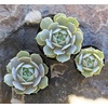 image:imageAltman Plants Echeveria Succulents Live Plants 12PK Live Succulents Plants Live Houseplants Live Indoor Plants Succulent Plants Succulent Plant House Plants Indoors Live Succulent Party Favors