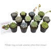 image:imageAltman Plants Echeveria Succulents Live Plants 12PK Live Succulents Plants Live Houseplants Live Indoor Plants Succulent Plants Succulent Plant House Plants Indoors Live Succulent Party Favors