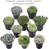 image:imageAltman Plants Echeveria Succulents Live Plants 3 Pack Assorted 35 Potted Succulents Plants Live House Plants in Cacti and Succulent Soil Wedding Party Favors Cactus Plants Live Indoor Plants