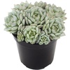 image:imageAltman Plants Echeveria Succulents Live Plants 3 Pack Assorted 35 Potted Succulents Plants Live House Plants in Cacti and Succulent Soil Wedding Party Favors Cactus Plants Live Indoor Plants