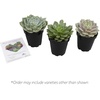 image:imageAltman Plants Echeveria Succulents Live Plants 3 Pack Assorted 35 Potted Succulents Plants Live House Plants in Cacti and Succulent Soil Wedding Party Favors Cactus Plants Live Indoor Plants