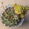 image:imageAltman Plants Echeveria Succulents Live Plants 3 Pack Assorted 35 Potted Succulents Plants Live House Plants in Cacti and Succulent Soil Wedding Party Favors Cactus Plants Live Indoor Plants