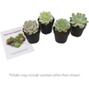 image:imageAltman Plants Echeveria Succulents Live Plants 4 Pack Live Succulents Plants Live Houseplants Live Indoor Plants Succulent Plants Succulent Plant House Plants Indoors Live Succulent Party Favors