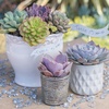 image:imageAltman Plants Echeveria Succulents Live Plants 4 Pack Live Succulents Plants Live Houseplants Live Indoor Plants Succulent Plants Succulent Plant House Plants Indoors Live Succulent Party Favors
