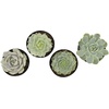 image:imageAltman Plants Echeveria Succulents Live Plants 4 Pack Live Succulents Plants Live Houseplants Live Indoor Plants Succulent Plants Succulent Plant House Plants Indoors Live Succulent Party Favors