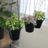 image:imageAltman Plants Hanging Succulents 3PK in 35 Hanging Baskets for Plants String of Pearls Calico Kitten Crassus Portulacaria Afra Trailing Live Succulents Plants amp House Plants in Succulent Soil