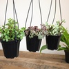 image:imageAltman Plants Hanging Succulents 3PK in 35 Hanging Baskets for Plants String of Pearls Calico Kitten Crassus Portulacaria Afra Trailing Live Succulents Plants amp House Plants in Succulent Soil