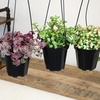 image:imageAltman Plants Hanging Succulents 3PK in 35 Hanging Baskets for Plants String of Pearls Calico Kitten Crassus Portulacaria Afra Trailing Live Succulents Plants amp House Plants in Succulent Soil