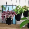 image:imageAltman Plants Hanging Succulents 3PK in 35 Hanging Baskets for Plants String of Pearls Calico Kitten Crassus Portulacaria Afra Trailing Live Succulents Plants amp House Plants in Succulent Soil