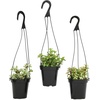 image:imageAltman Plants Hanging Succulents 3PK in 35 Hanging Baskets for Plants String of Pearls Calico Kitten Crassus Portulacaria Afra Trailing Live Succulents Plants amp House Plants in Succulent Soil