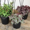 image:imageAltman Plants Hanging Succulents 3PK in 35 Hanging Baskets for Plants String of Pearls Calico Kitten Crassus Portulacaria Afra Trailing Live Succulents Plants amp House Plants in Succulent Soil
