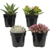 image:imageAltman Plants Live Succulents Plants Live Houseplants 4PK Succulent Plant Lover Gifts Live Indoor Plants in Potting Soil Live Plants Indoor Cactus Plants Live Succulent Plants Live House Plants25