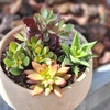 image:imageAltman Plants Live Succulents Plants Live Houseplants 4PK Succulent Plant Lover Gifts Live Indoor Plants in Potting Soil Live Plants Indoor Cactus Plants Live Succulent Plants Live House Plants25