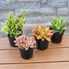 image:imageAltman Plants Live Succulents Plants Live Houseplants 4PK Succulent Plant Lover Gifts Live Indoor Plants in Potting Soil Live Plants Indoor Cactus Plants Live Succulent Plants Live House Plants25