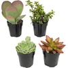 image:imageAltman Plants Live Succulents Plants Live Houseplants 4PK Succulent Plant Lover Gifts Live Indoor Plants in Potting Soil Live Plants Indoor Cactus Plants Live Succulent Plants Live House Plants25