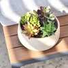 image:imageAltman Plants Live Succulents Plants Live Houseplants 4PK Succulent Plant Lover Gifts Live Indoor Plants in Potting Soil Live Plants Indoor Cactus Plants Live Succulent Plants Live House Plants25