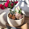 image:imageAltman Plants Live Succulents Plants Live Houseplants 4PK Succulent Plant Lover Gifts Live Indoor Plants in Potting Soil Live Plants Indoor Cactus Plants Live Succulent Plants Live House Plants25