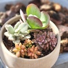 image:imageAltman Plants Live Succulents Plants Live Houseplants 4PK Succulent Plant Lover Gifts Live Indoor Plants in Potting Soil Live Plants Indoor Cactus Plants Live Succulent Plants Live House Plants25