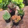 image:imageAltman Plants Live Succulents Plants Live Houseplants 4PK Succulent Plant Lover Gifts Live Indoor Plants in Potting Soil Live Plants Indoor Cactus Plants Live Succulent Plants Live House Plants25