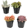 image:imageAltman Plants Live Succulents Plants Live Houseplants 4PK Succulent Plant Lover Gifts Live Indoor Plants in Potting Soil Live Plants Indoor Cactus Plants Live Succulent Plants Live House Plants25