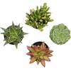 image:imageAltman Plants Live Succulents Plants Live Houseplants 4PK Succulent Plant Lover Gifts Live Indoor Plants in Potting Soil Live Plants Indoor Cactus Plants Live Succulent Plants Live House Plants25