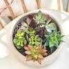 image:imageAltman Plants Live Succulents Plants Live Houseplants 4PK Succulent Plant Lover Gifts Live Indoor Plants in Potting Soil Live Plants Indoor Cactus Plants Live Succulent Plants Live House Plants25