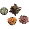 image:imageAltman Plants Live Succulents Plants Live Houseplants 4PK Succulent Plant Lover Gifts Live Indoor Plants in Potting Soil Live Plants Indoor Cactus Plants Live Succulent Plants Live House Plants25
