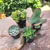 image:imageAltman Plants Live Succulents Plants Live Houseplants 4PK Succulent Plant Lover Gifts Live Indoor Plants in Potting Soil Live Plants Indoor Cactus Plants Live Succulent Plants Live House Plants25