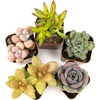 image:imageAltman Plants Live Succulents Plants Live Houseplants 5PK Succulent Plants Live Indoor Plants Live Plants Indoor Live House Plants Succulent Plant Kit Live Cactus Plants Live in Succulent Soil5PACK