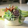 image:imageAltman Plants Live Succulents Plants Live Houseplants 5PK Succulent Plants Live Indoor Plants Live Plants Indoor Live House Plants Succulent Plant Kit Live Cactus Plants Live in Succulent Soil5PACK