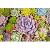image:imageAltman Plants Live Succulents Plants Live Houseplants 5PK Succulent Plants Live Indoor Plants Live Plants Indoor Live House Plants Succulent Plant Kit Live Cactus Plants Live in Succulent Soil5PACK