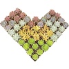 image:imageAltman Plants Live Succulents Plants Live Houseplants 5PK Succulent Plants Live Indoor Plants Live Plants Indoor Live House Plants Succulent Plant Kit Live Cactus Plants Live in Succulent Soil5PACK