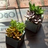 image:imageAltman Plants Live Succulents Plants Live Houseplants 5PK Succulent Plants Live Indoor Plants Live Plants Indoor Live House Plants Succulent Plant Kit Live Cactus Plants Live in Succulent Soil5PACK