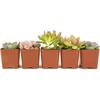 image:imageAltman Plants Live Succulents Plants Live Houseplants 5PK Succulent Plants Live Indoor Plants Live Plants Indoor Live House Plants Succulent Plant Kit Live Cactus Plants Live in Succulent Soil5PACK