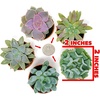 image:imageAltman Plants Live Succulents Plants Live Houseplants 5PK Succulent Plants Live Indoor Plants Live Plants Indoor Live House Plants Succulent Plant Kit Live Cactus Plants Live in Succulent Soil5PACK