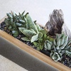image:imageAltman Plants Live Succulents Plants Live Window Plants 8PK Live Indoor Plants Live Houseplants Live Plants Indoor Cactus Plants Live Succulent Plants House Plants Indoors Live in Succulent Soil