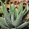 image:imageAltman Plants Live Succulents Plants Live Window Plants 8PK Live Indoor Plants Live Houseplants Live Plants Indoor Cactus Plants Live Succulent Plants House Plants Indoors Live in Succulent Soil